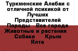 Туркменские Алабаи с отличной психикой от Лучших Представителей Породы - Все города Животные и растения » Собаки   . Крым,Ялта